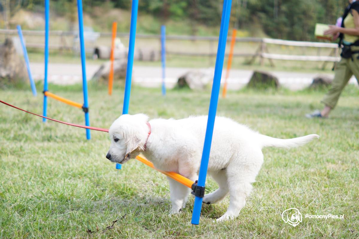 Golden Retriever w trakcie treningu skacze przez przeszkodę na torze agility – pełen energii, z uszami uniesionymi w powietrzu i skupionym wyrazem pyska