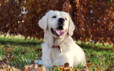 Golden Retriever bawiący się na świeżym powietrzu