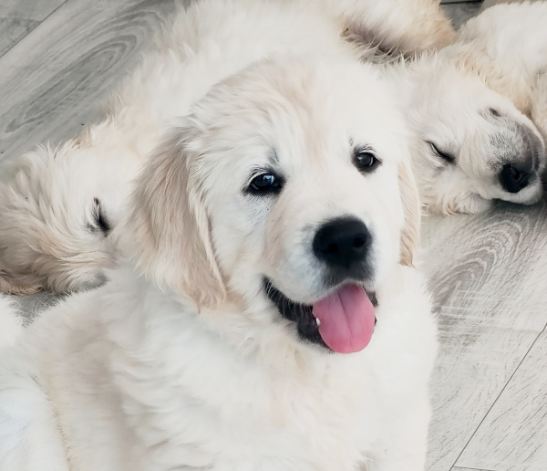 Szczeniak Golden Retrievera bawiący się na trawie, z ciekawym spojrzeniem, pełen energii i radości, gotowy do odkrywania świata.