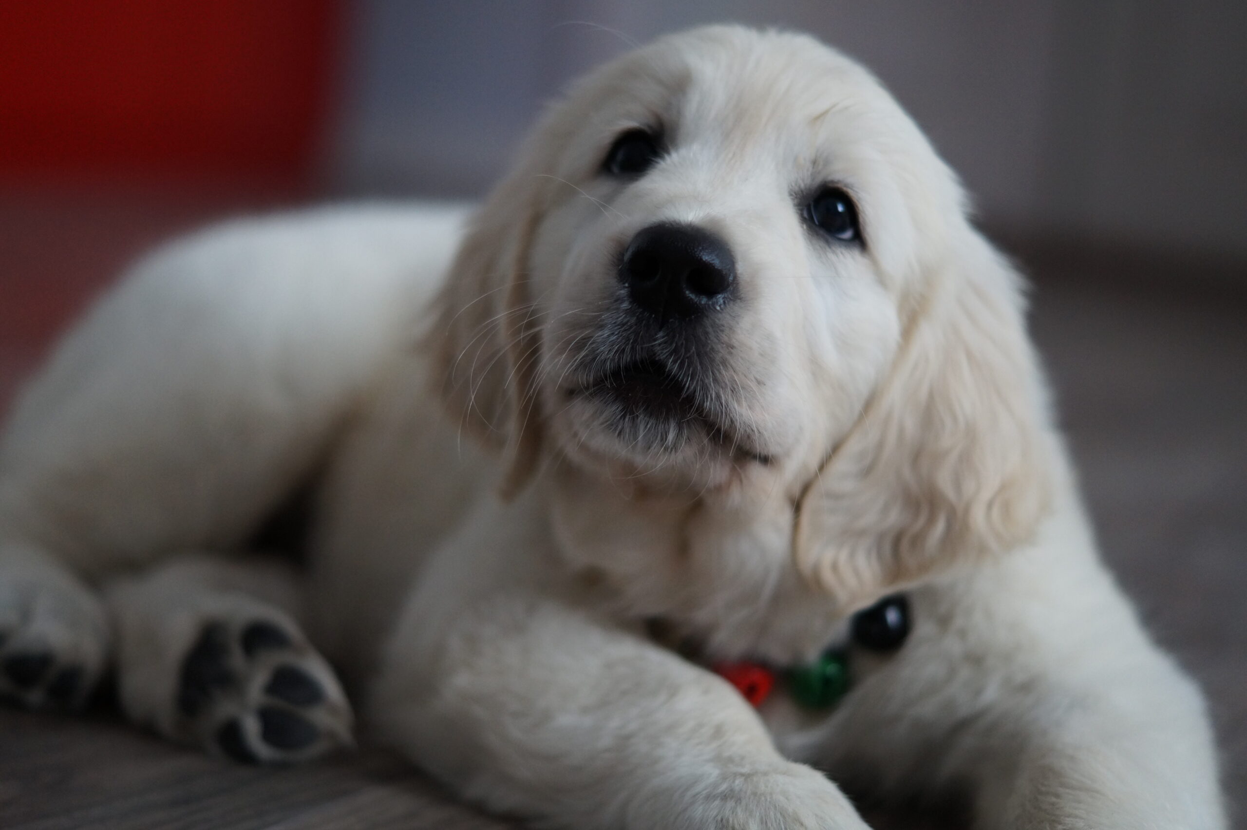 Szczeniak Golden Retrievera bawiący się z radosnym wyrazem twarzy, symbolizujący energię i przyjazną naturę tej rasy.