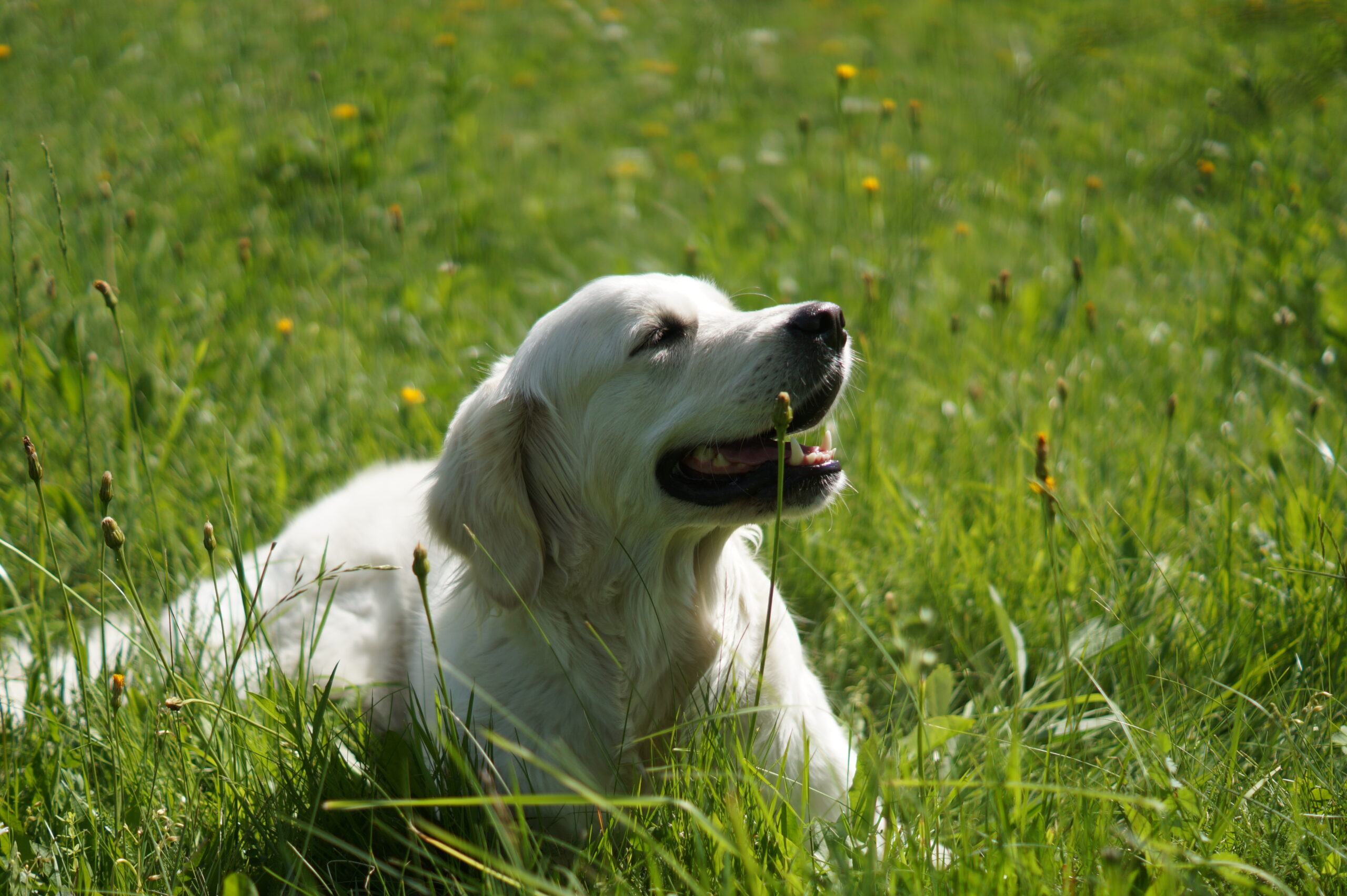 Dorosły Golden Retriever o złocistej sierści patrzy na otoczenie, emanując radością i spokojem