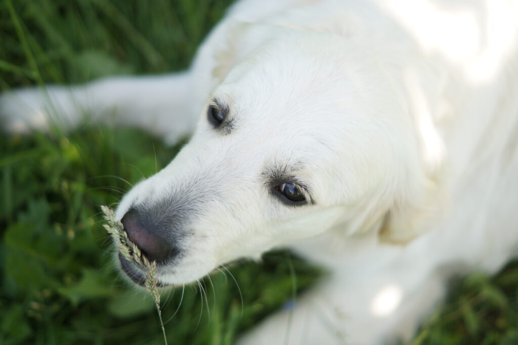 Golden Retriever leży na trawie, ciesząc się chwilą odpoczynku na świeżym powietrzu