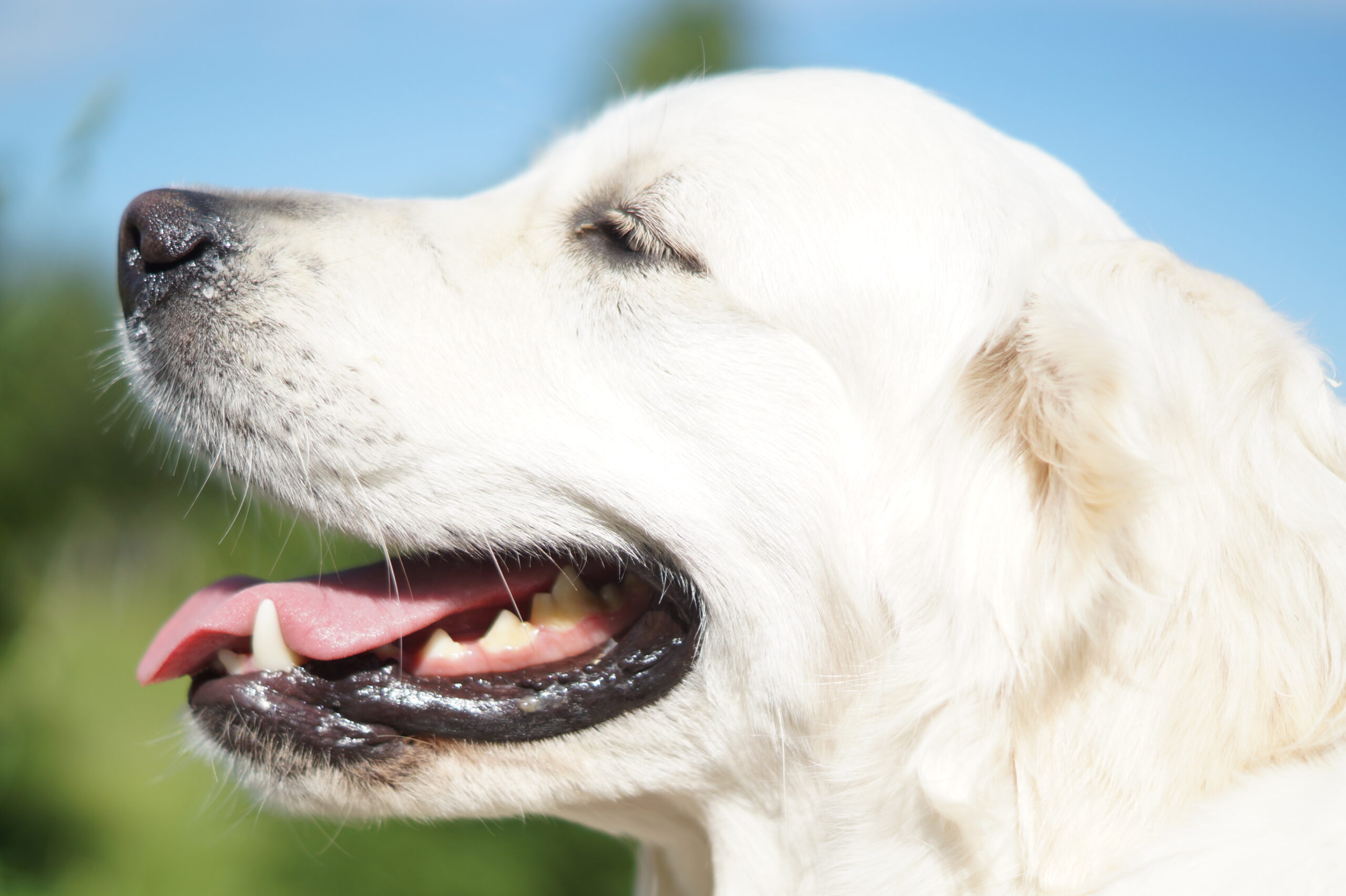 Golden Retriever leży obok swojego opiekuna, pokazując swoją łagodną i przyjazną naturę, typową dla psów terapeutycznych, które pomagają w terapii i wsparciu emocjonalnym.