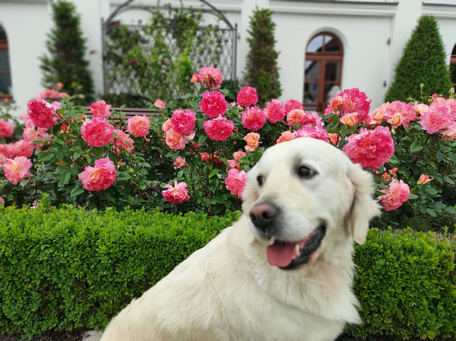 Golden Retriever wykonujący trik, pokazujący swoje niezwykłe talenty, takie jak rozwiązywanie zagadek czynią go jednym z najbardziej wszechstronnych psów na świecie.