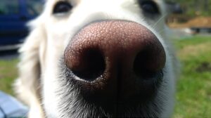 Golden Retriever o łagodnym wyrazie twarzy, symbolizujący psa terapeutycznego, który wspiera emocjonalnie osoby w terapii.