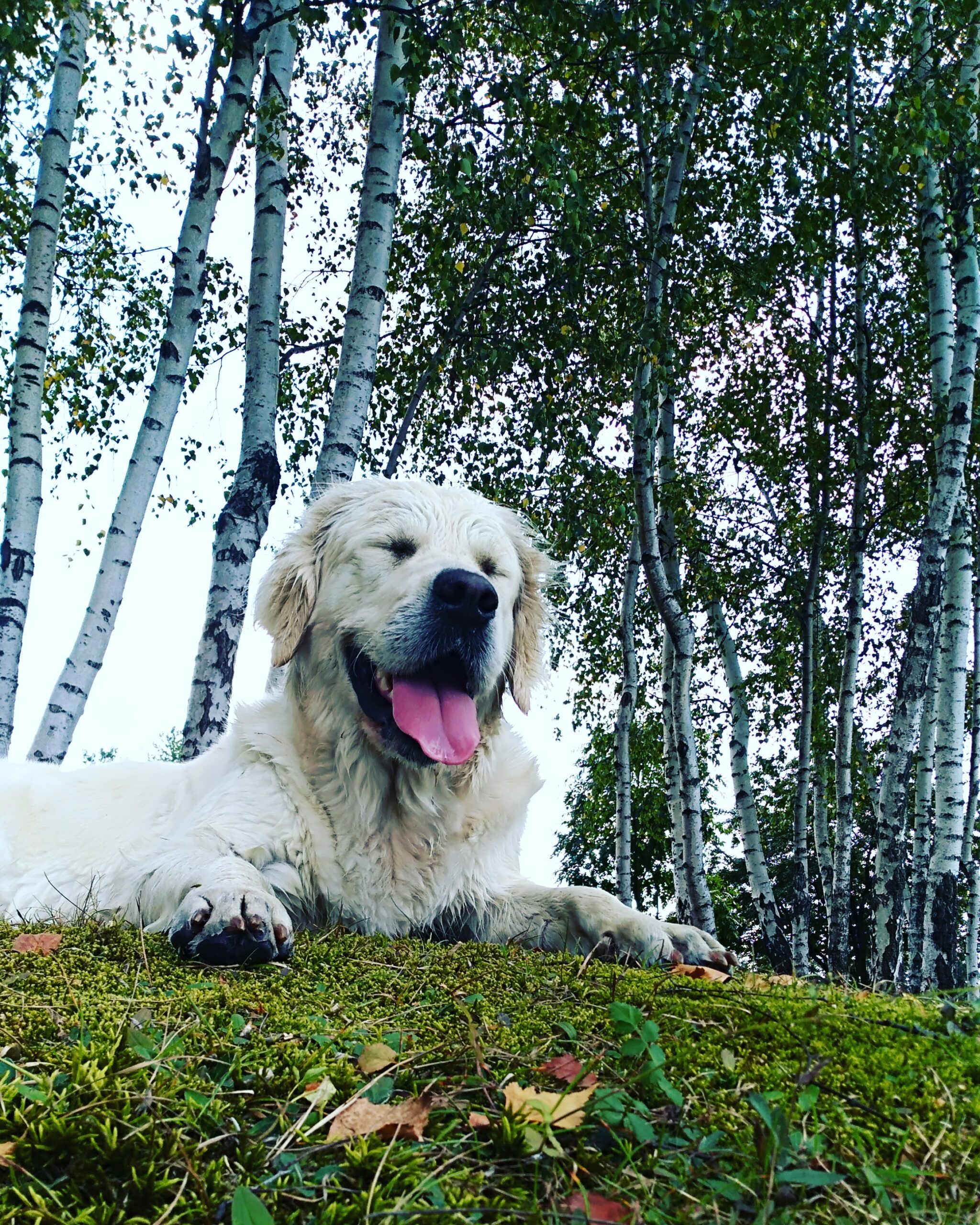 Golden Retriever leżąc się na świeżym powietrzu, z radosnym wyrazem twarzy, pełen energii i entuzjazmu – idealny przykład przyjacielskiego charakteru tej rasy.