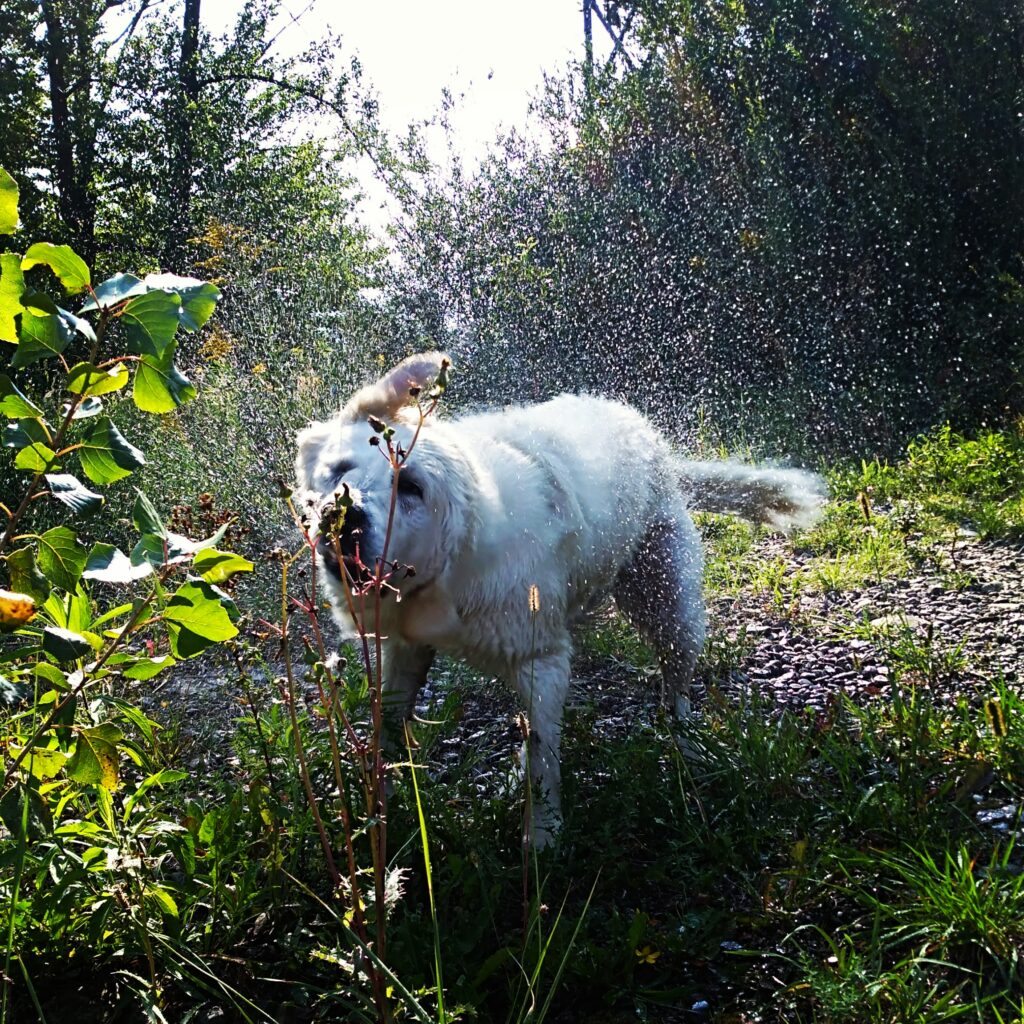 Golden Retriever stojący na tle natury, ukazujący swój charakterystyczny, lojalny i przyjacielski temperament.