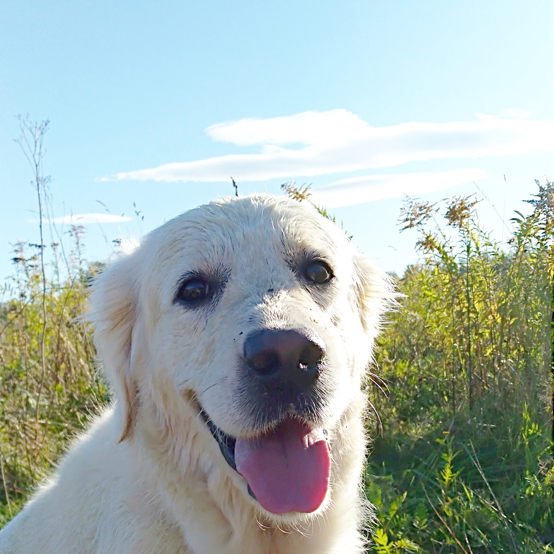 Golden Retriever na spacerze – zdrowy pies w dobrej kondycji fizycznej