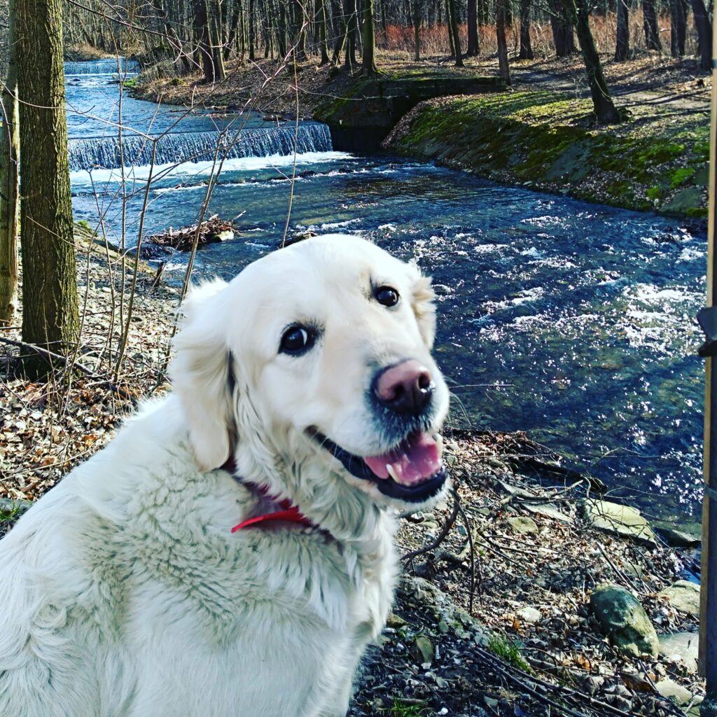 Golden Retriever siedzący na trawie, z przyjaznym wyrazem twarzy, gotowy do wykonania komendy, co ukazuje jego inteligencję i zdolność do nauki.