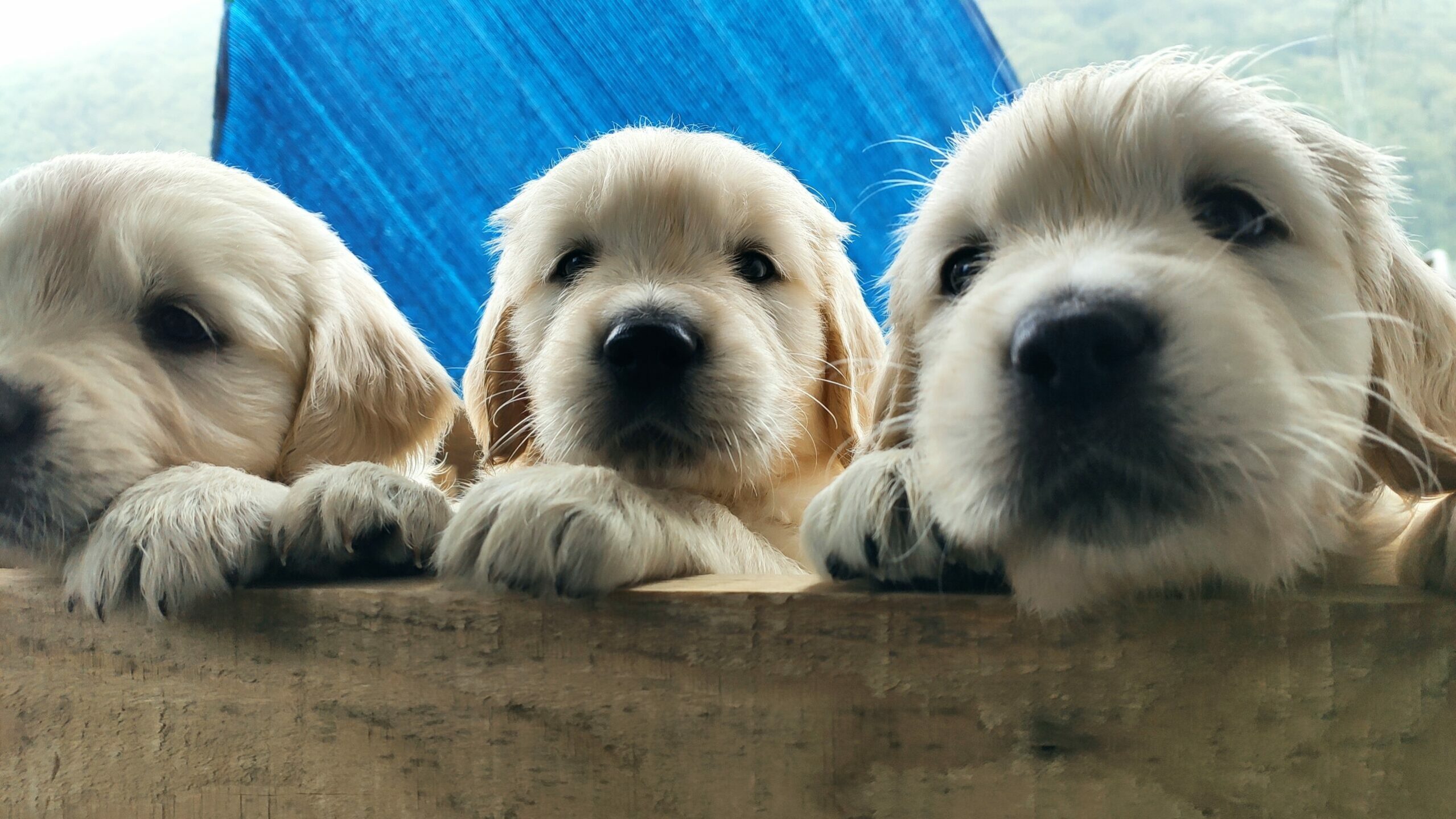 Hodowca trzymający szczeniaka golden retrievera w domowych warunkach, przykład dobrej hodowli