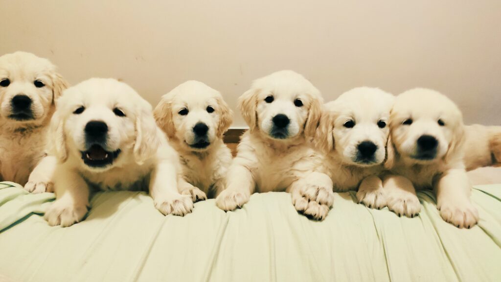 Urocze szczeniaki Golden Retrievera, gotowe na przyjęcie do nowych domów.