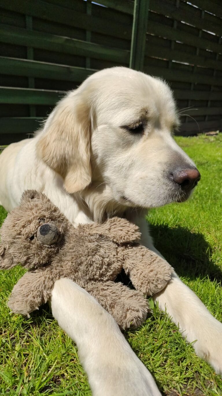 Golden Retriever ze swoją ulubioną zabawką