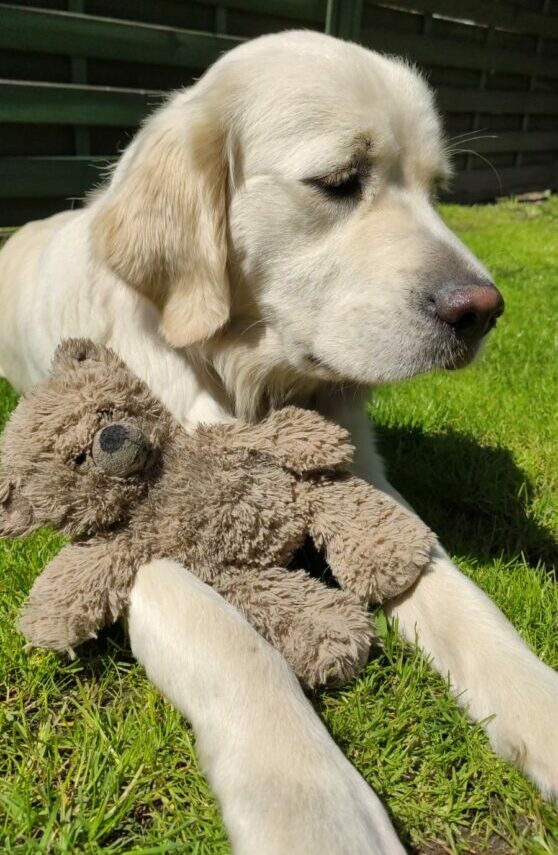 Golden Retriever ze swoją ulubioną zabawką