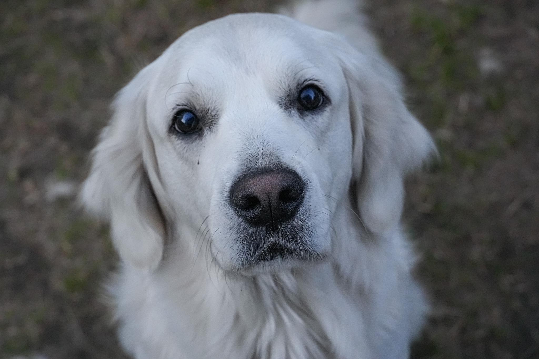 Golden Retriever wspierający osobę niepełnosprawną